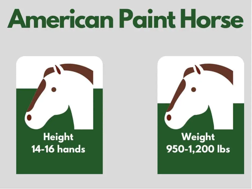how big is an american paint horse