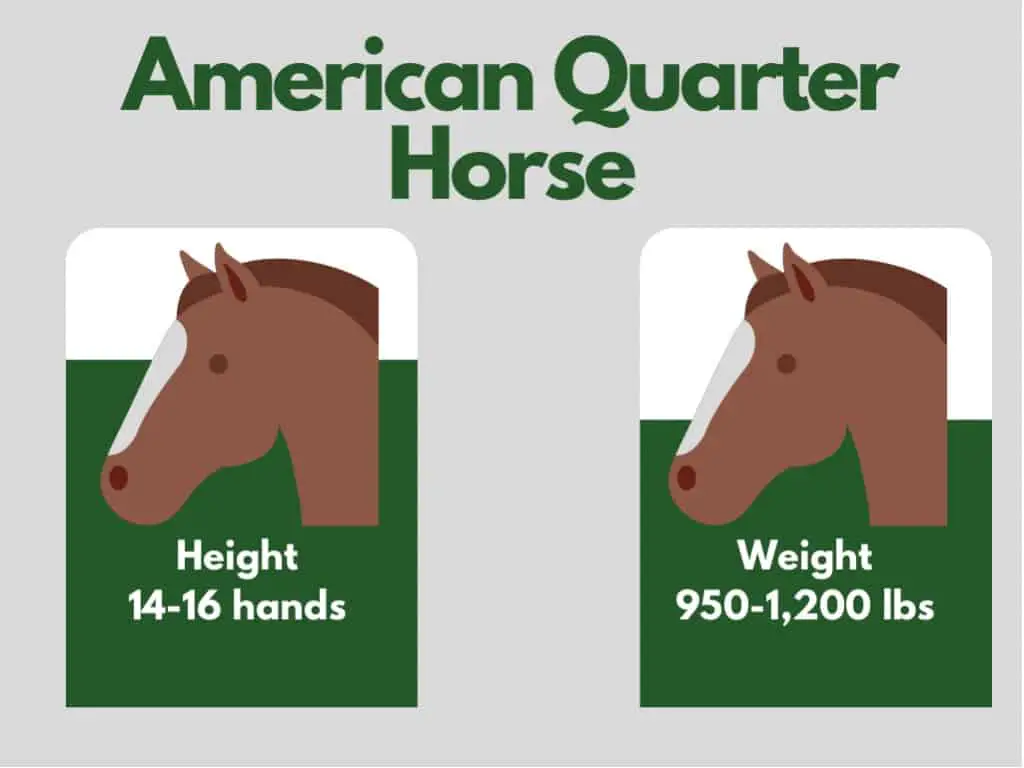 how big is an american quarter horse