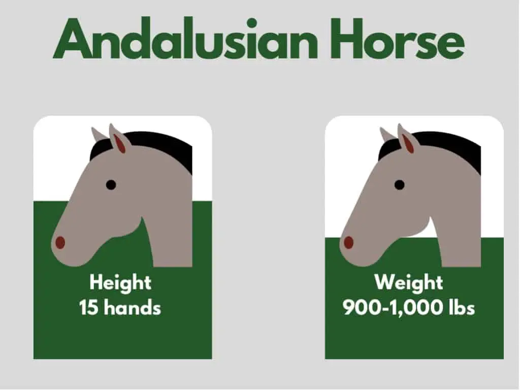 how big is an andalusian horse