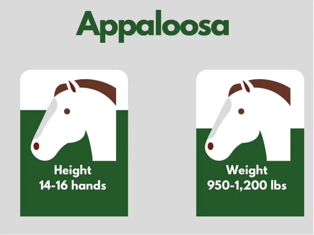 how big is an appaloosa horse