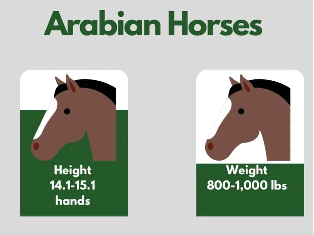 how big is an arabian horse