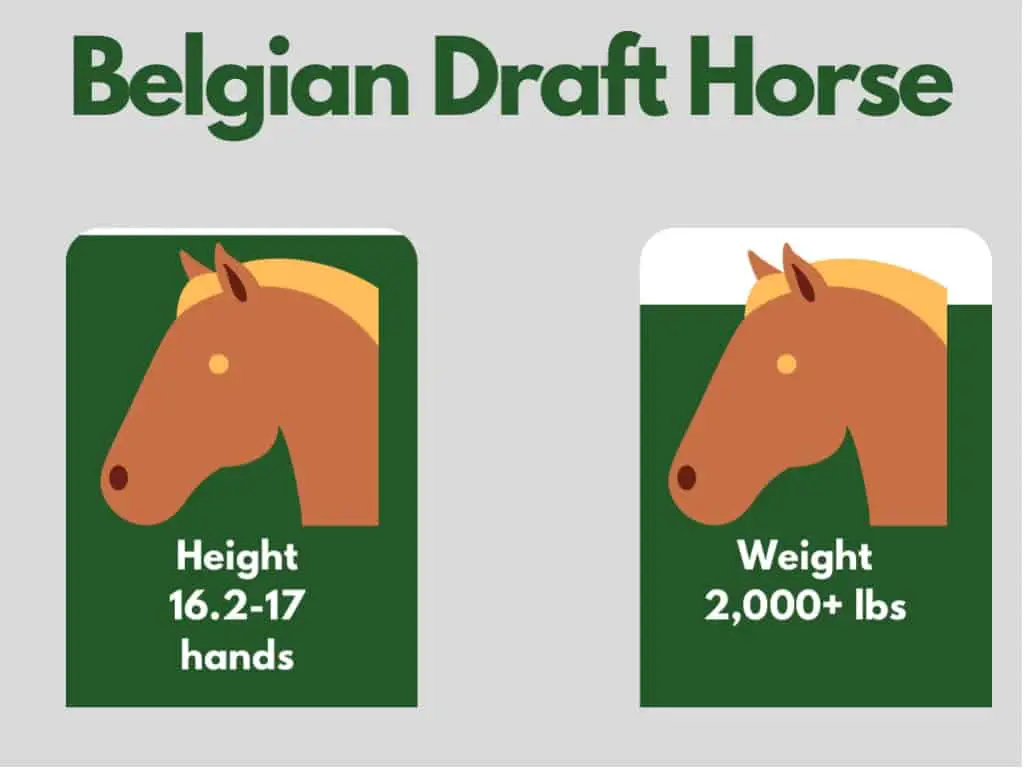 how big is a belgian draft horse