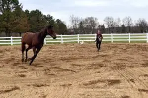 a woman lunges a bay horse at canter in an arena. listen to horses and they will listen to you
