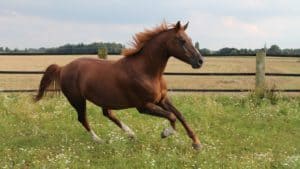 a chestnut warmblood horse canters in a field. Warmblood is a best horse breed for heavy riders.