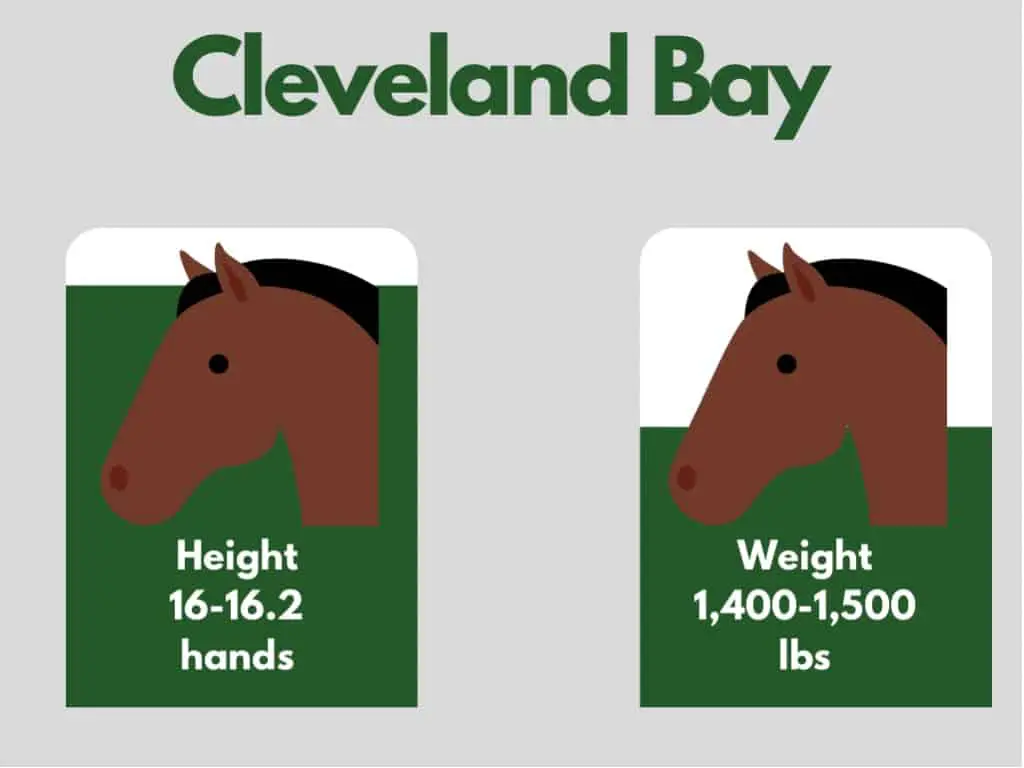 how big is a cleveland bay horse