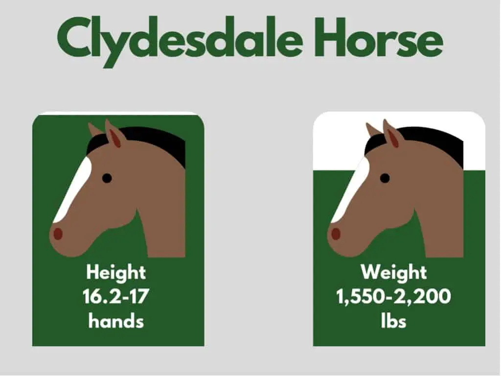 how big is a clydesdale horse