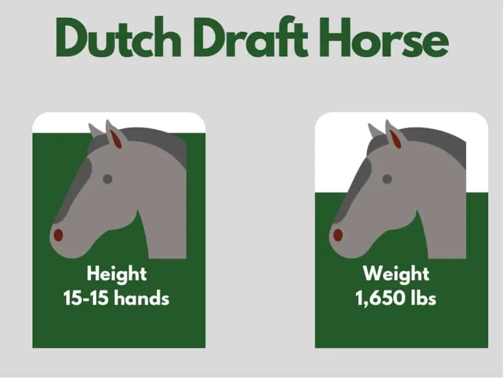 how big is a dutch draft horse