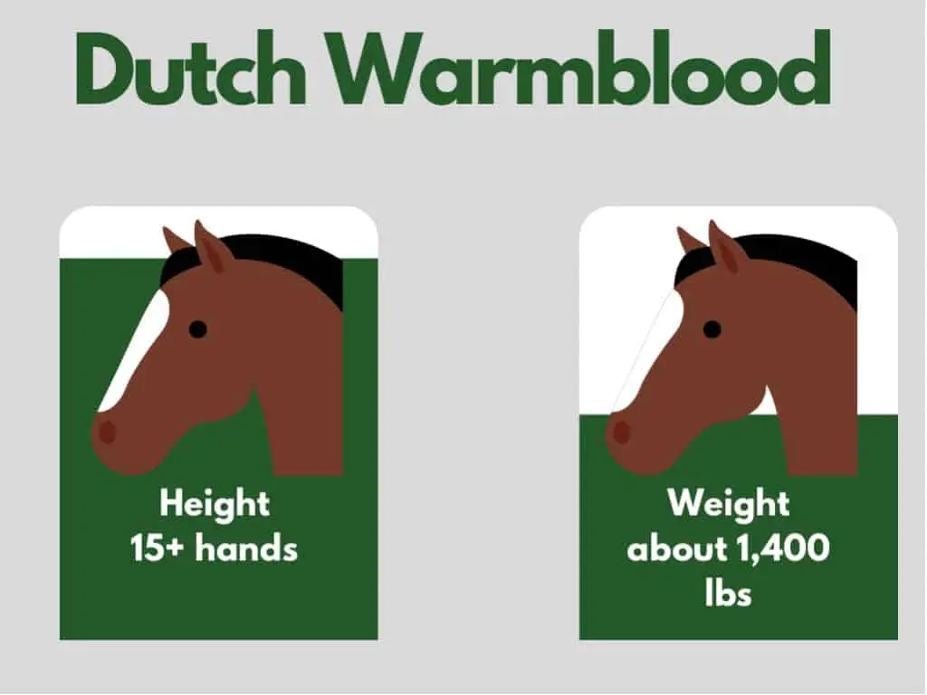 how big is a dutch warmblood horse