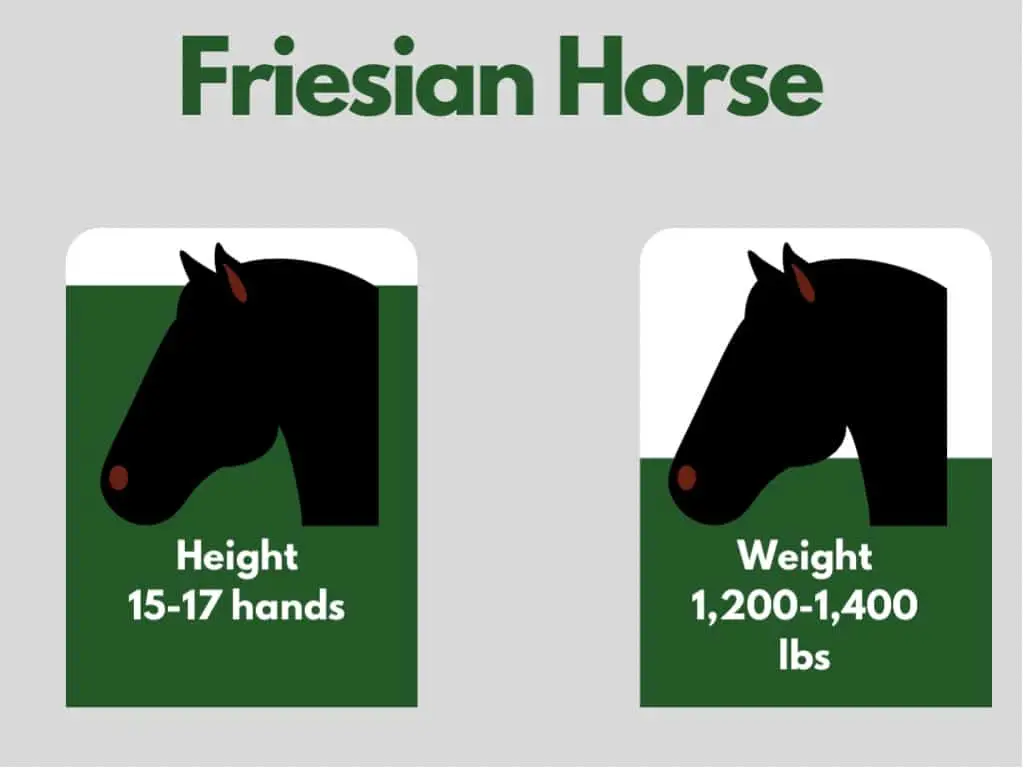 how big is a friesian horse