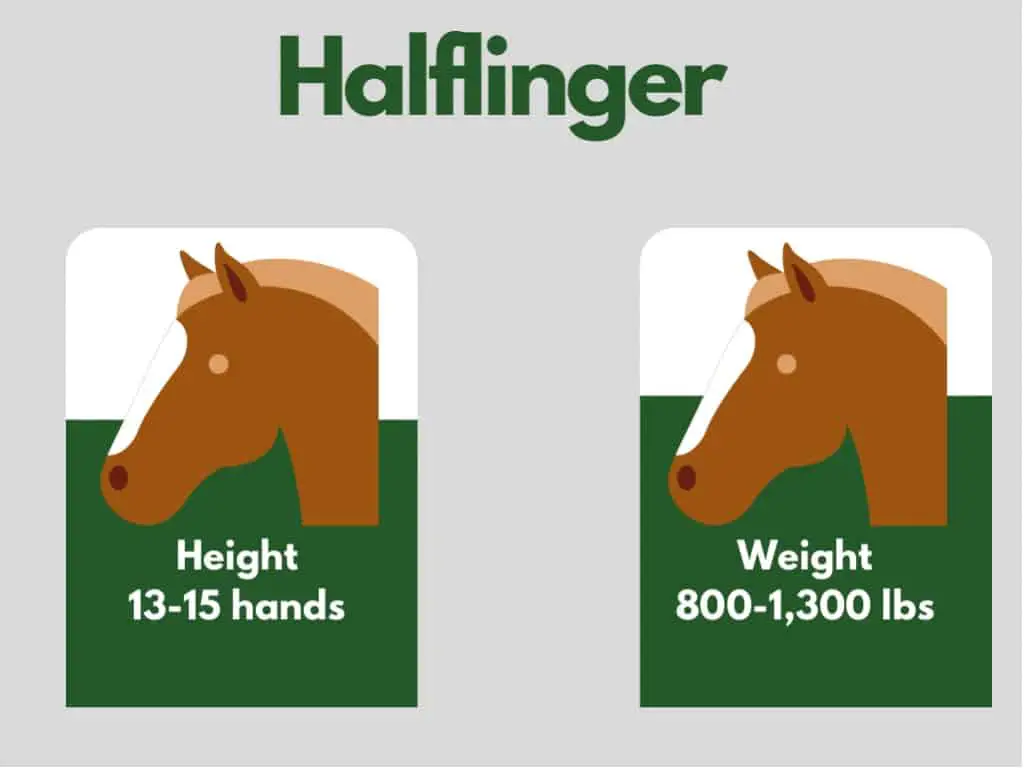 how big is a halflinger horse