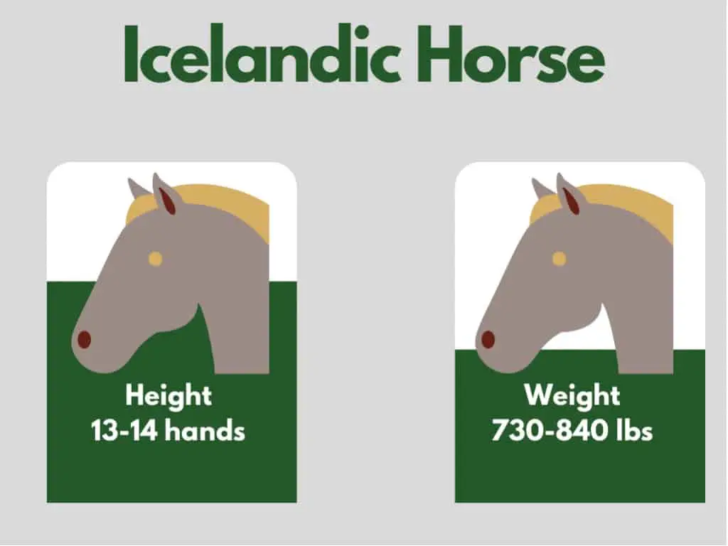 how big is an icelandic horse