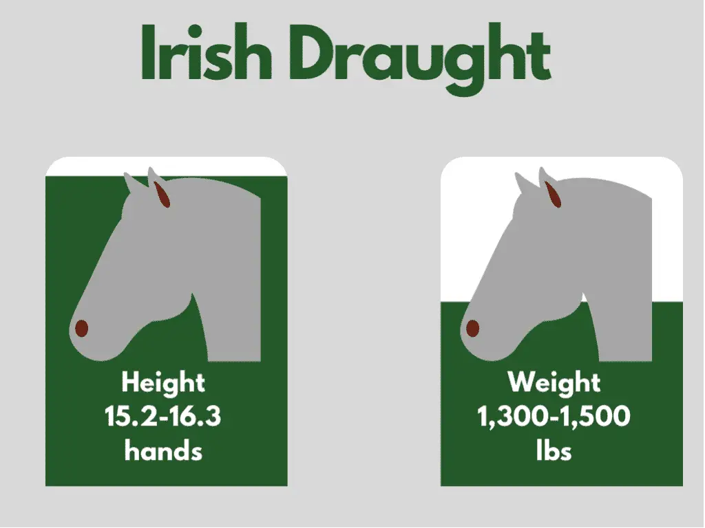 how big is an irish draught horse