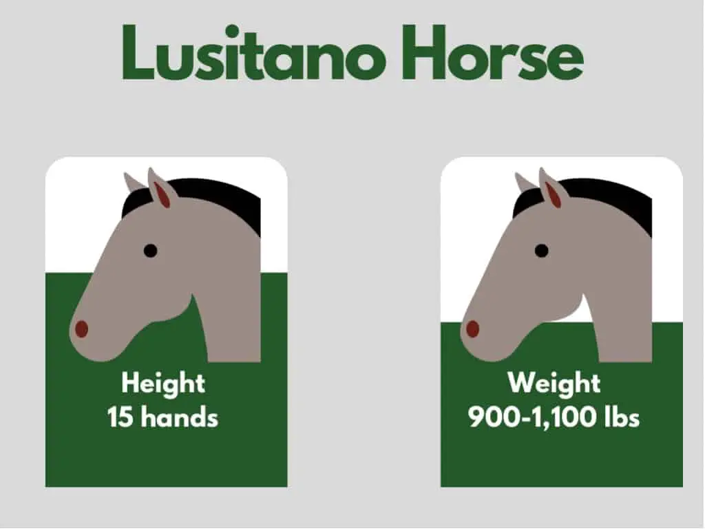 how big is a lusitano horse