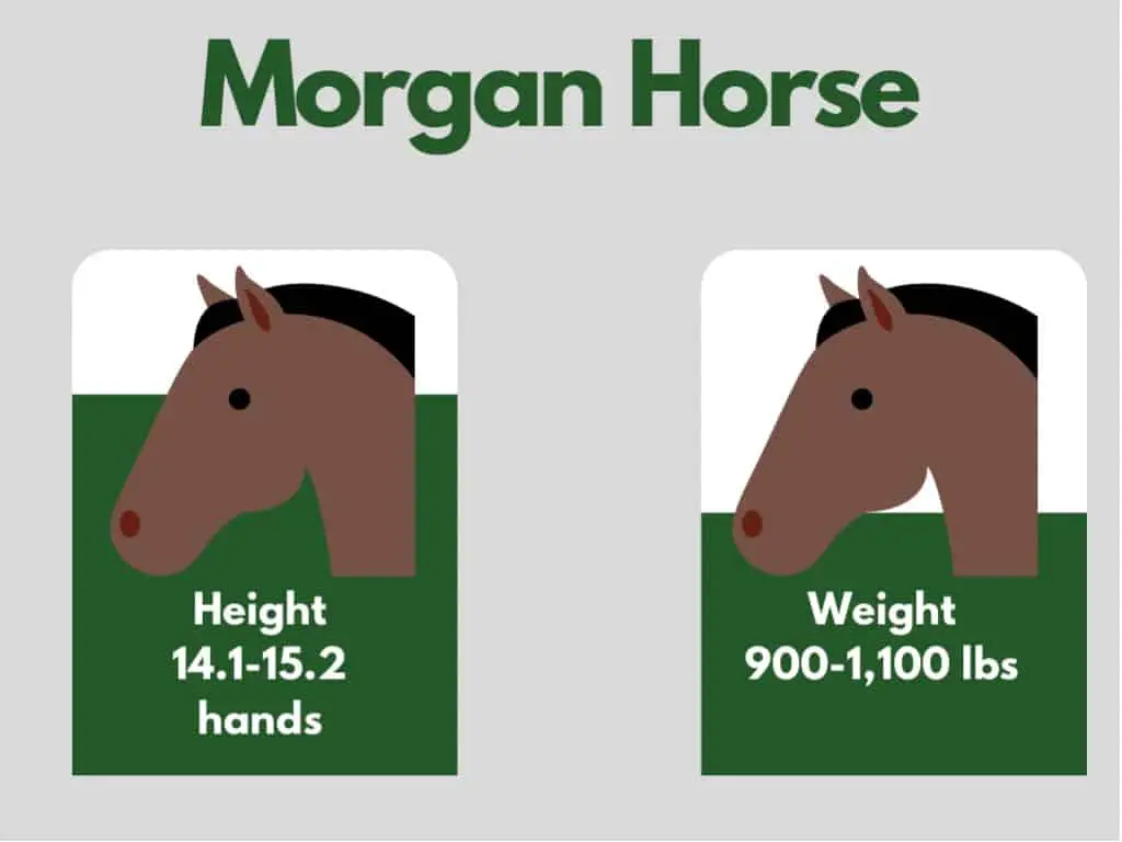 how big is a morgan horse