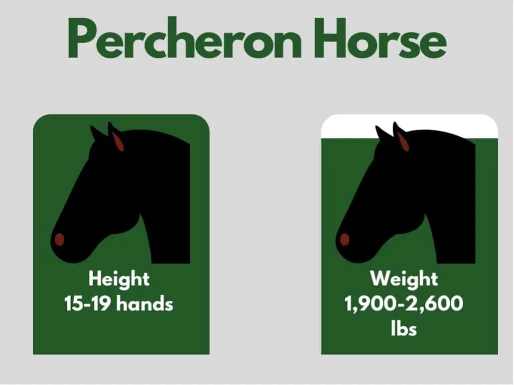 how big is a percheron horse