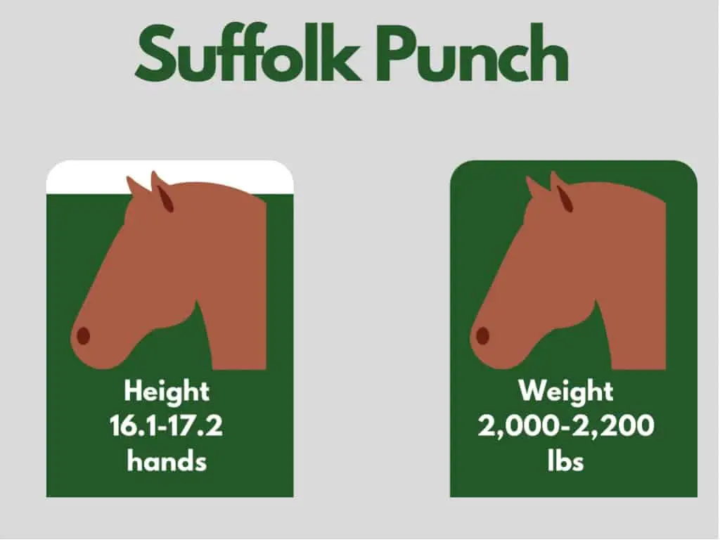how big is a suffolk punch horse