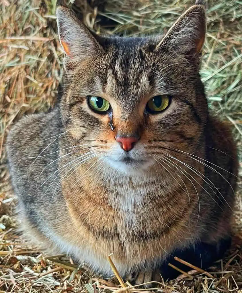 a tabby cat sits on a bale of hay. What do you need to keep horses at home? cats!