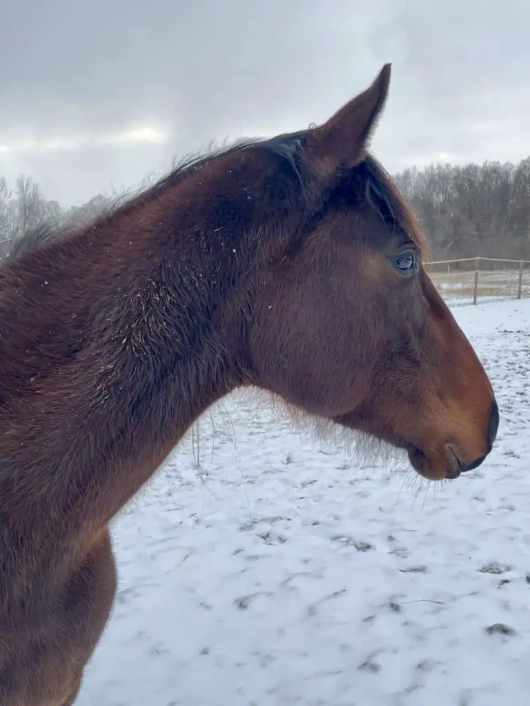 a bay horse looks across winter snow, contemplating mental health benefits of horse sports