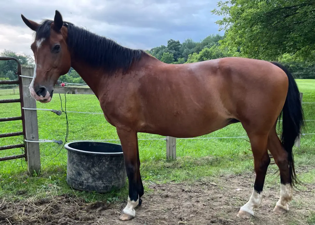 Morgan Hackney Horse