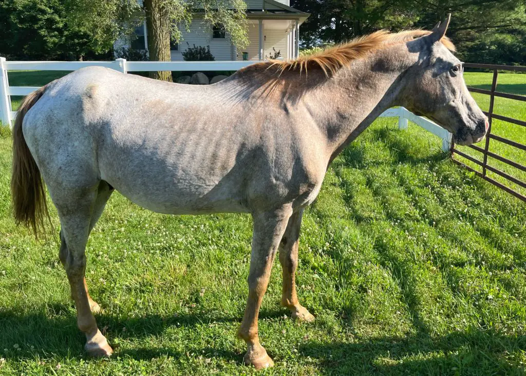 Appaloosa pony with poor body condition