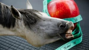 horse reaching for an apple