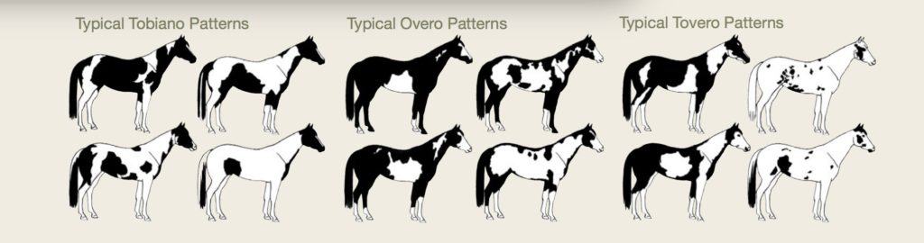 APHA color patterns