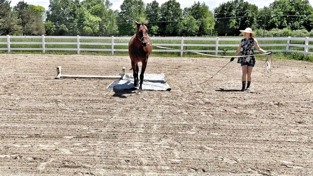 a pregnant woman lunging a horse over a tarp on the ground