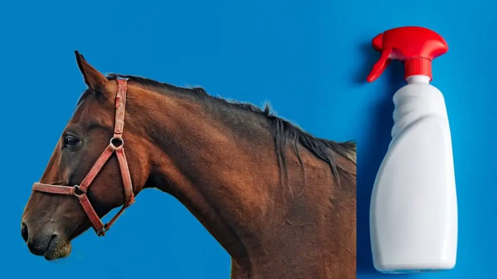 horse and spray bottle
