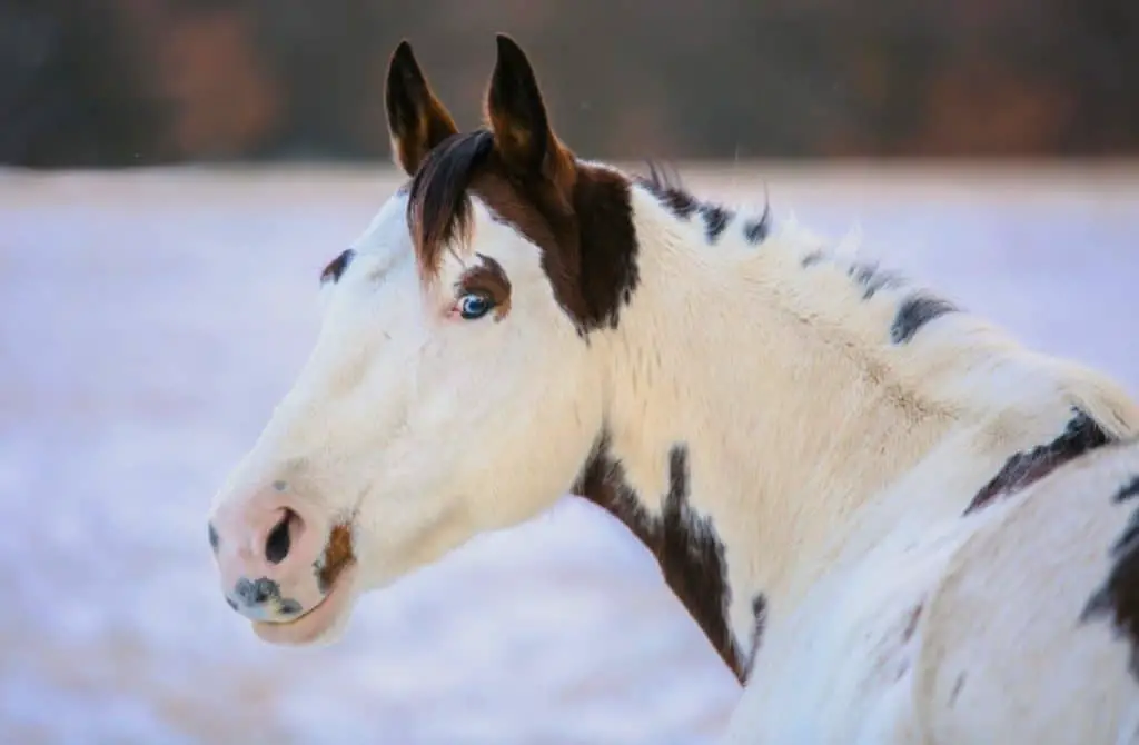 The Rare Medicine Hat Paint Horse Fascinating Facts