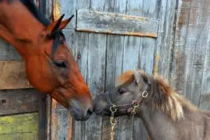 bay horse and miniature horse touching noses