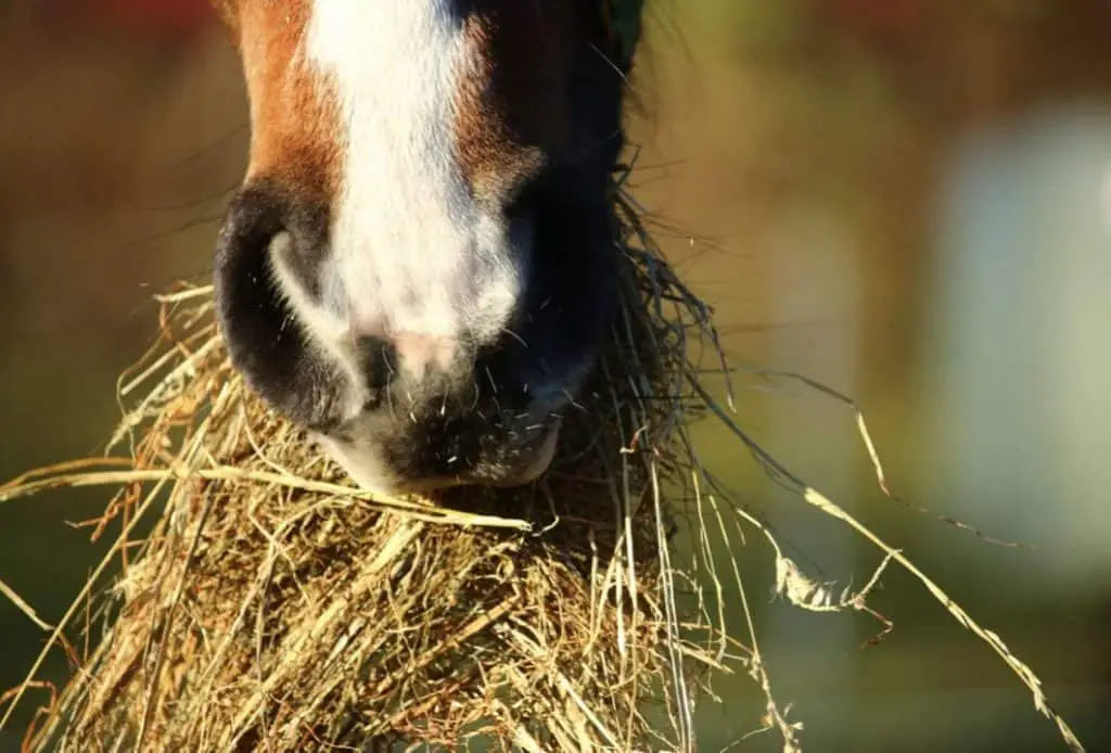 horse with a mouthful of hay