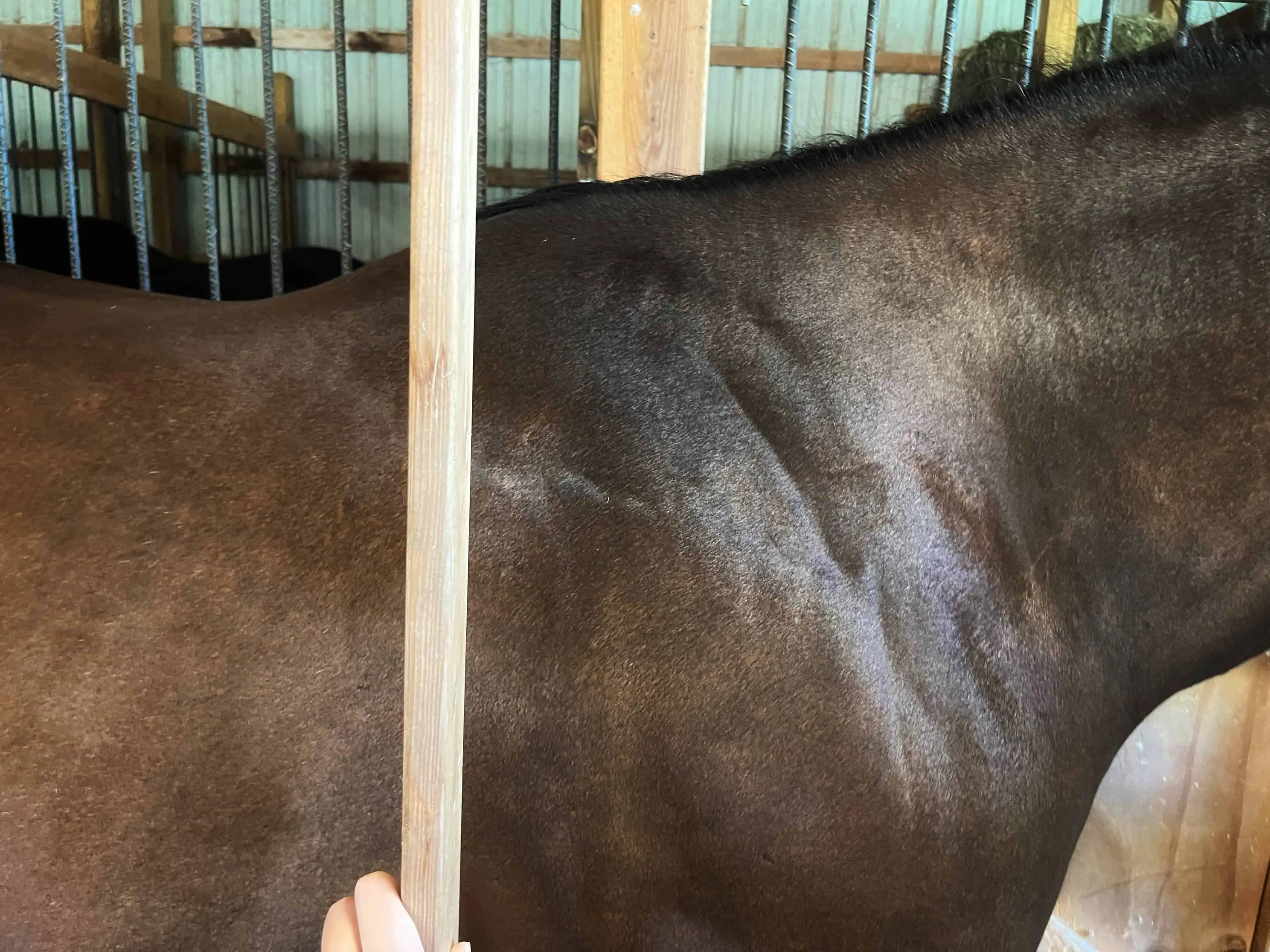 measuring horse height