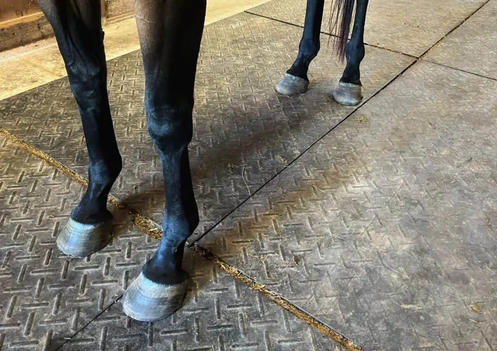 horse feet