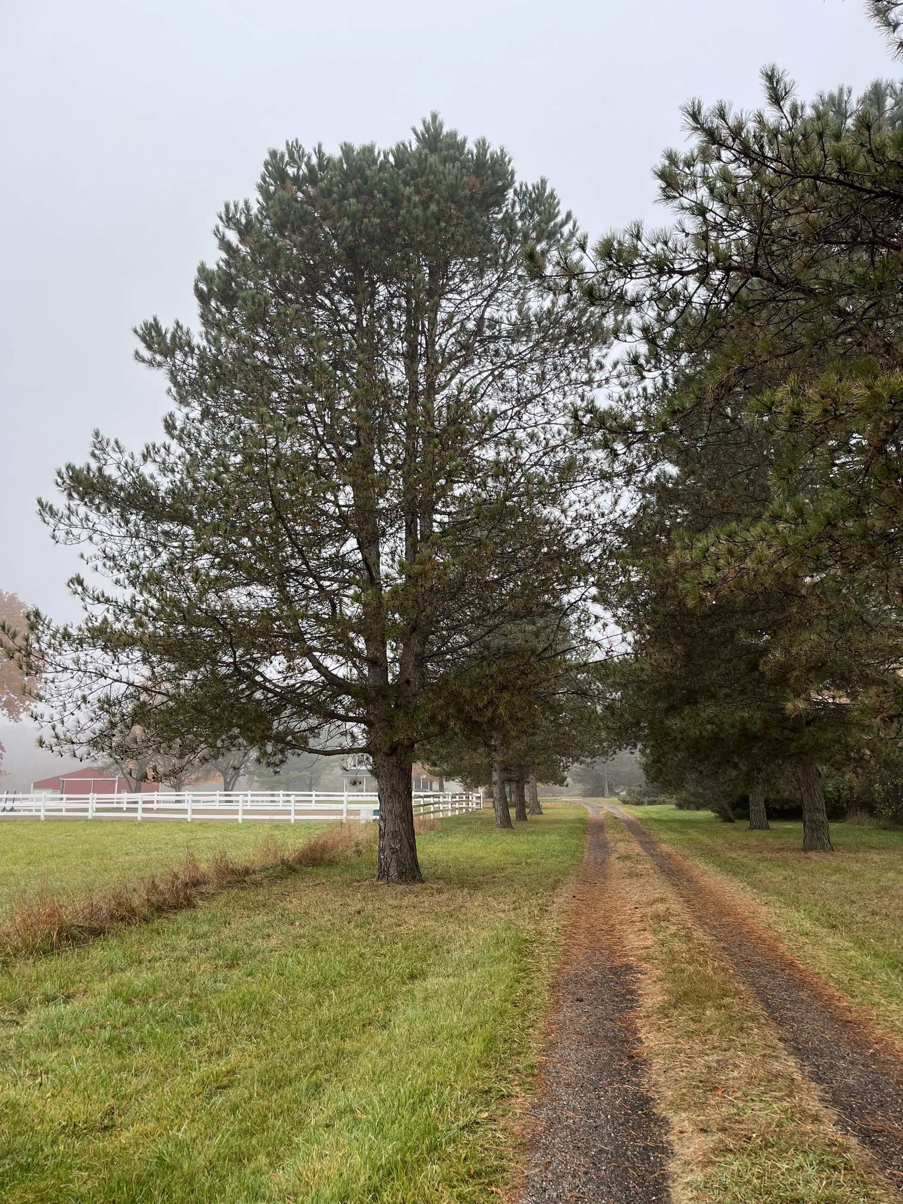 long pine-lined driveway in mist