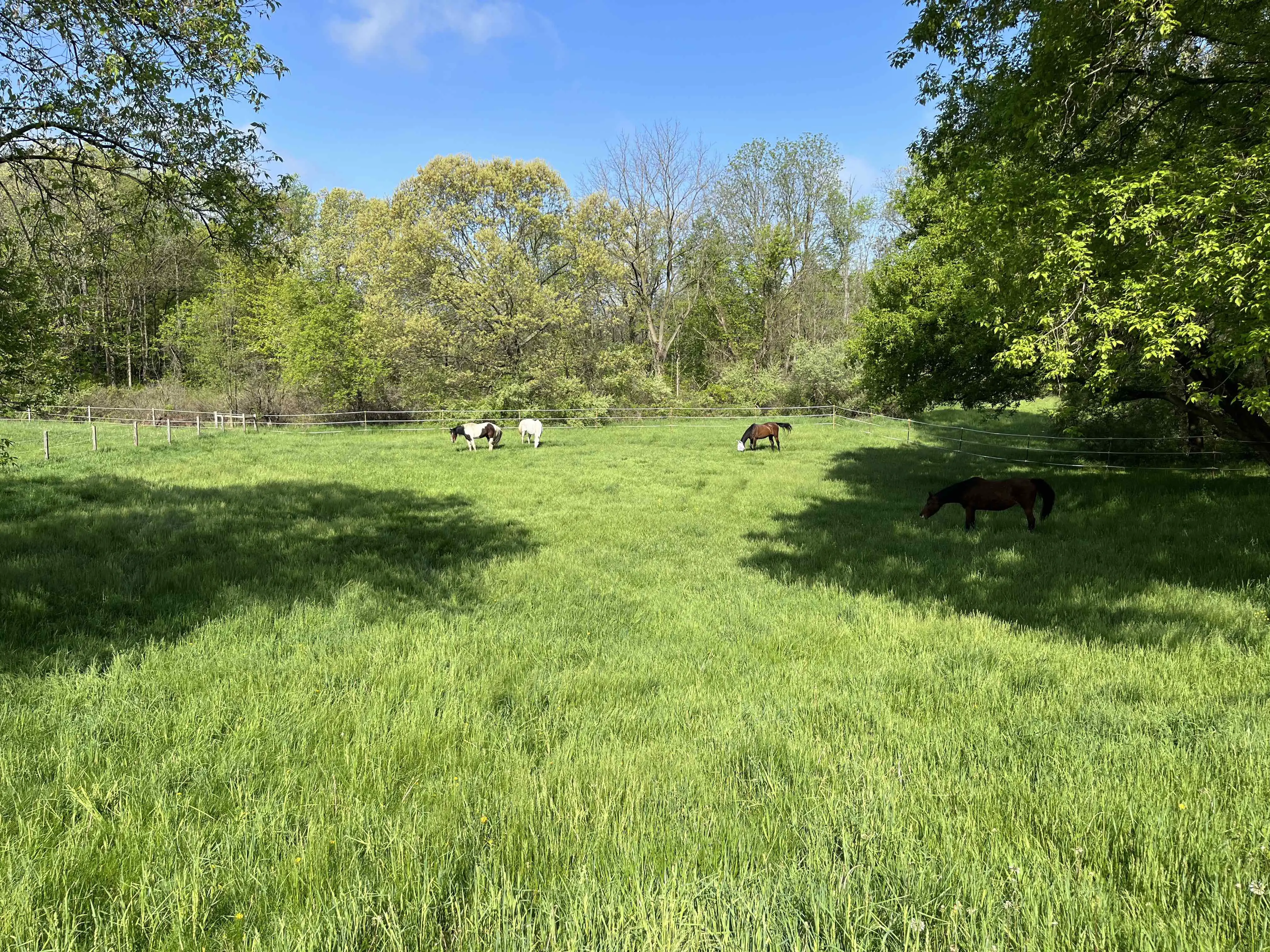 lush green horse pasture