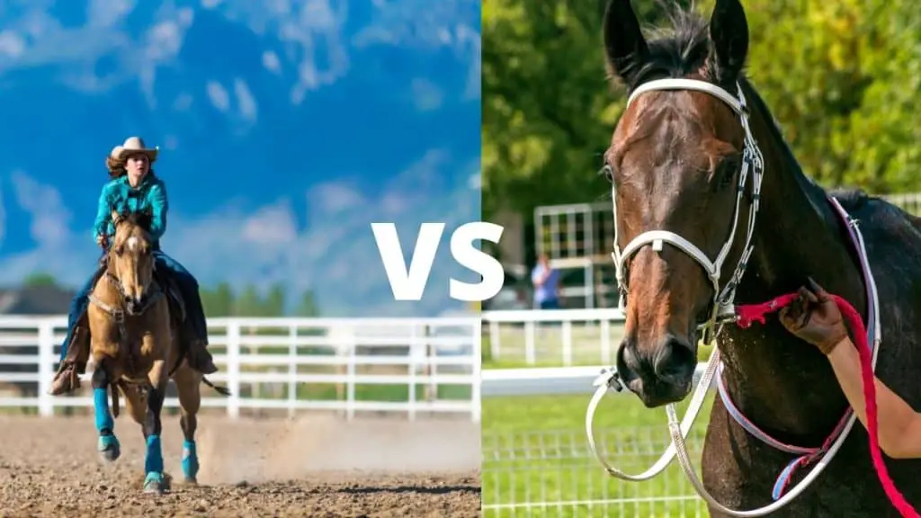Quarter Horse barrel horse vs Thoroughbred racehorse