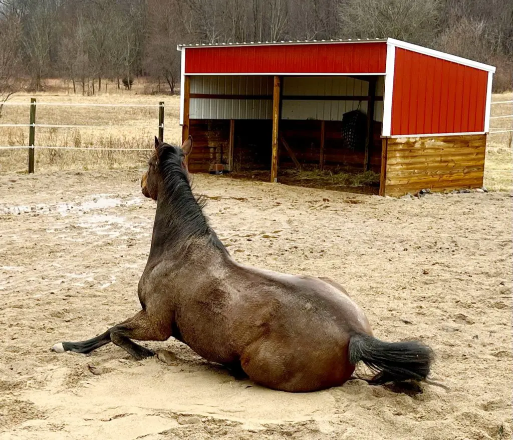 horse getting up