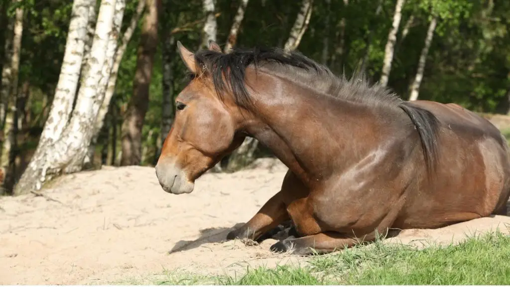 horse lying down