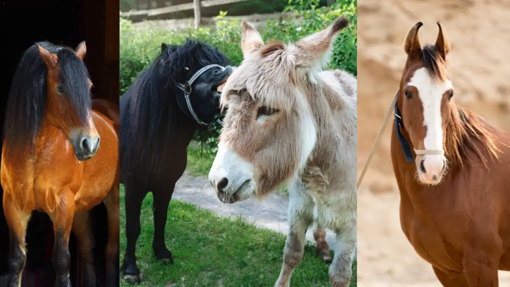 endangered horse and donkey breeds