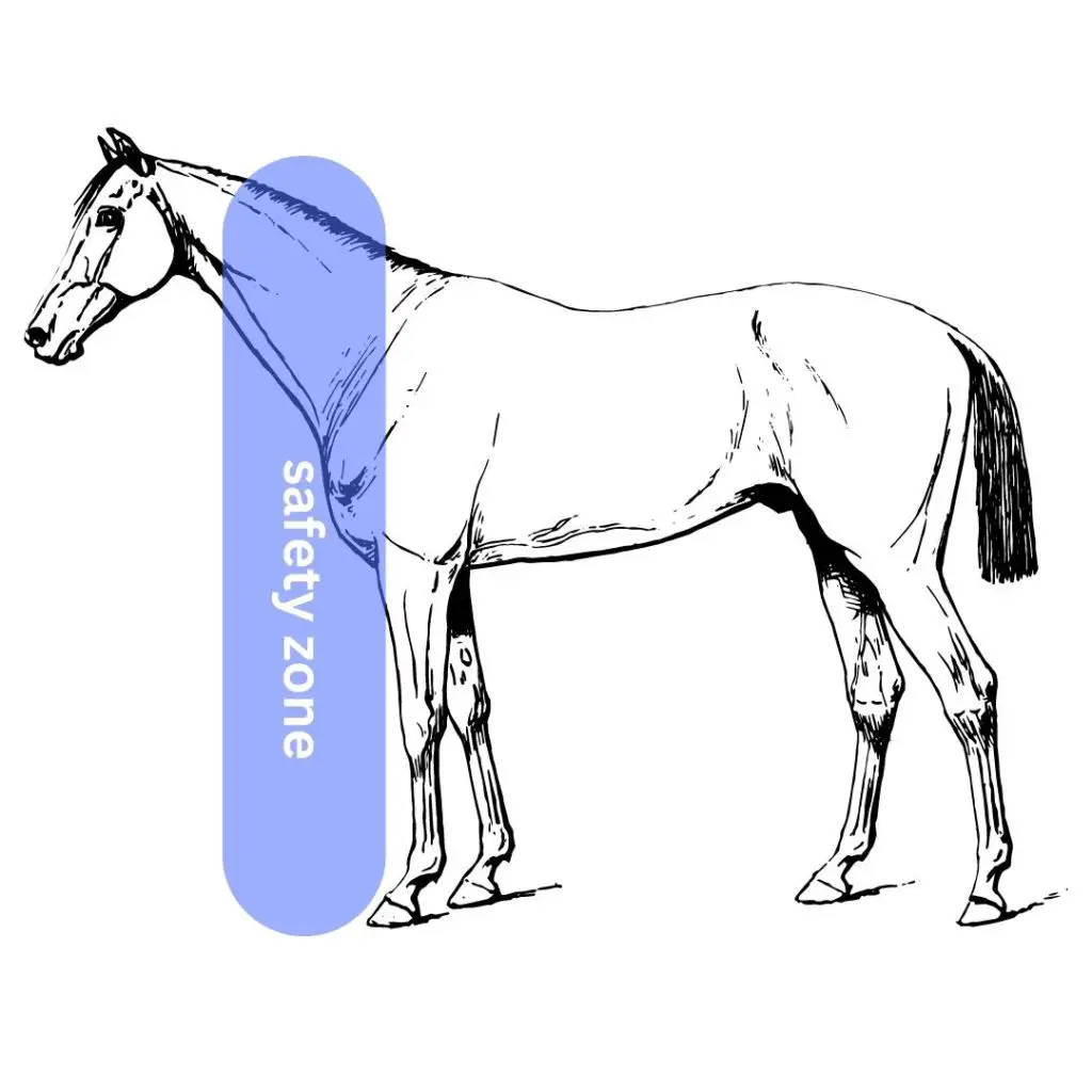 safety zone to stand near a horse