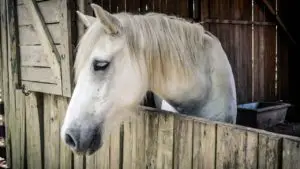 horse in a stall
