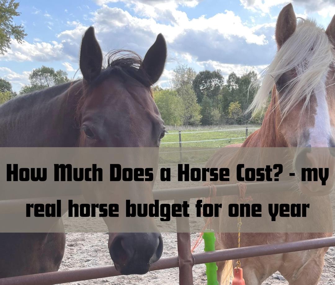 how much does a horse cost