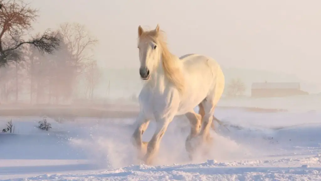 white horse in the snow