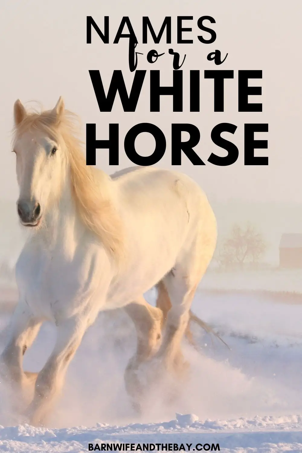 names for a white horse