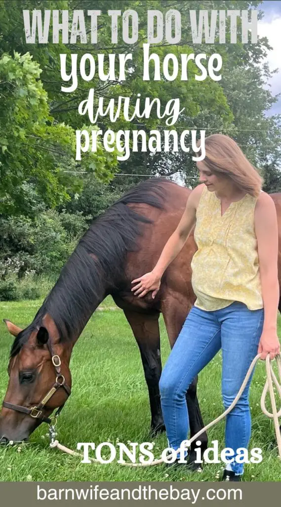 what to do with your horse during pregnancy